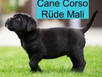 Top Cane Corso Welpen mit Papiere Deutsche Zucht seit 1991 !!