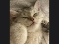 BKH Kater 7 Monate jung
