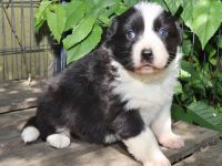 Australian Shepherd Welpen, ASCA, aus gendefekt freier Zucht