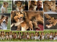 Sheltie 5 Sheltiewelpen, 3 Mädchen, 2 Jungs, geb. 07.04.26, abzugeben ab 16.06.26