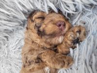 Exklusiver Toy-Pudel Choco-Merle sucht liebevolles Zuhause