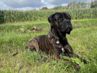 Cane corso / Bullmastiff mix