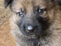 Welpen Deutsche Schäferhunde
