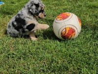 Goldenaussie Welpen