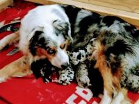 Goldenaussie Welpen