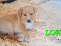 Loki, erst 6 Wochen auf der Welt, sucht er sein Glück