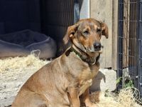 Lisa, Mutter mit ihren 4 Welpen im Tierheim gelandet