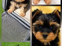 Yorkshire Terrier Welpen