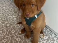 Nova Scotia Duck Tolling Retriever Welpen