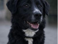 🐾 Lena sucht ihr Zuhause fürs Leben 🐾