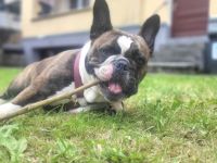 Old Englisch Bulldog