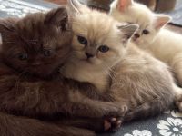1 Kitten sucht eine Liebevolles Zuhause