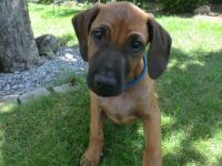 Rhodesian Ridgeback Welpen RR Afrikanische Hunde