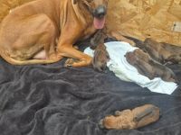 Rhodesian Ridgeback Welpen