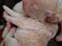 Lagotto Romagnolo Welpe