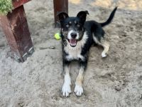 Zuhause gesucht für Chaval