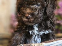 Lagotto Romagnolo Welpen