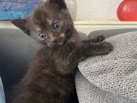 Bkh Mix Kitten