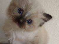2 süsse Birma/Ragdoll Kätzchen, Kitten, Kater