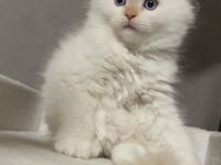Wunderschöne weibliche Ragdoll-Katze sucht ein liebevolles Zuhause 🐾