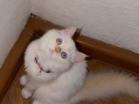 Wunderschöne weibliche Ragdoll-Katze sucht ein liebevolles Zuhause 🐾