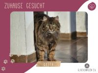 Katze Greta wartet auf ihre Herzensmenschen