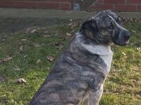 Appenzeller-Bernersennen-Labrador Mix