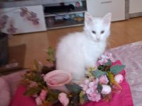 Maine coon kitten