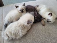 Neva Masquarade Kitten Sibirische Waldkatzen NOCH 3 DA Katzen Kater