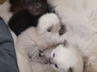 Neva Masquarade Kitten Sibirische Waldkatzen Katzen Kater