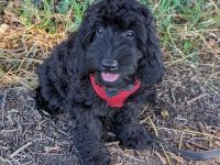 Hübsche Cockapoo Welpen