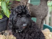 Hübsche Cockapoo Welpen