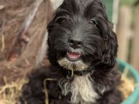 Hübsche Cockapoo Welpen