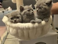🐱 Reinrassige Britisch Kurzhaar Kätzchen abzugeben – liebevoll aufgezogen & bestens sozialisiert
