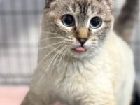 Maria, FelV positiv