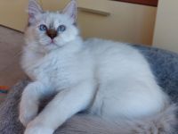 Heilige birma kitten