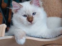 Heilige birma kitten abgabebereit