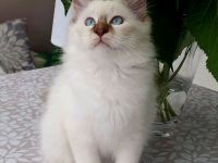 Heilige birma kitten abgabebereit
