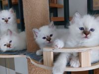 Heilige birma kitten