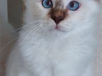 Heilige birma kitten abgabebereit