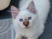 Heilige birma kitten abgabebereit