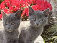 Russisch Blau Kitten mit Stammbaum