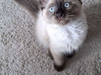 Reinrassige Siamkitten