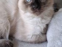 Reinrassige Siamkitten