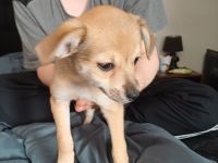 Fünf süße Chihuahua Jack Russel Mix Welpen