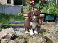 Border Collie Welpen in wunderschönen Farben
