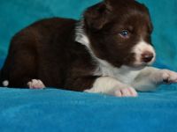 Border Collie Welpen in wunderschönen Farben