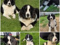 Verkaufe süße Bordercollie Welpen