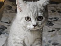 (Abgabebereit) BKH Britisch Kurzhaar Kitten zu verkaufen