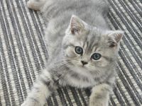 BKH Britisch Kurzhaar Kitten zu verkaufen